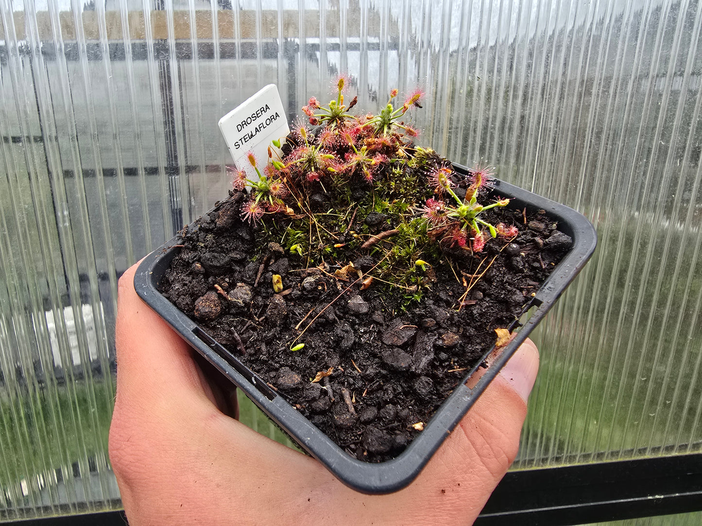 Drosera stelliflora - Pygmy Sundew