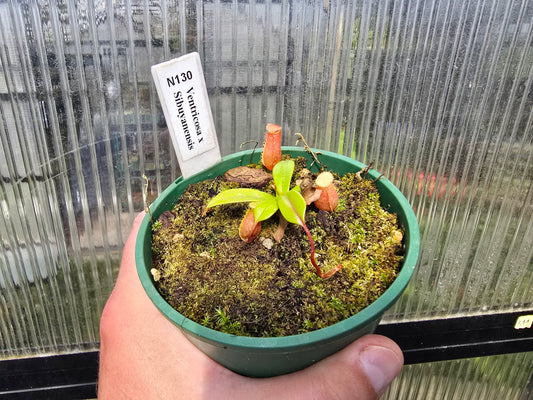 Nepenthes sibuyanensis x maxima  - Intermediate Tropical Pitcher Plant