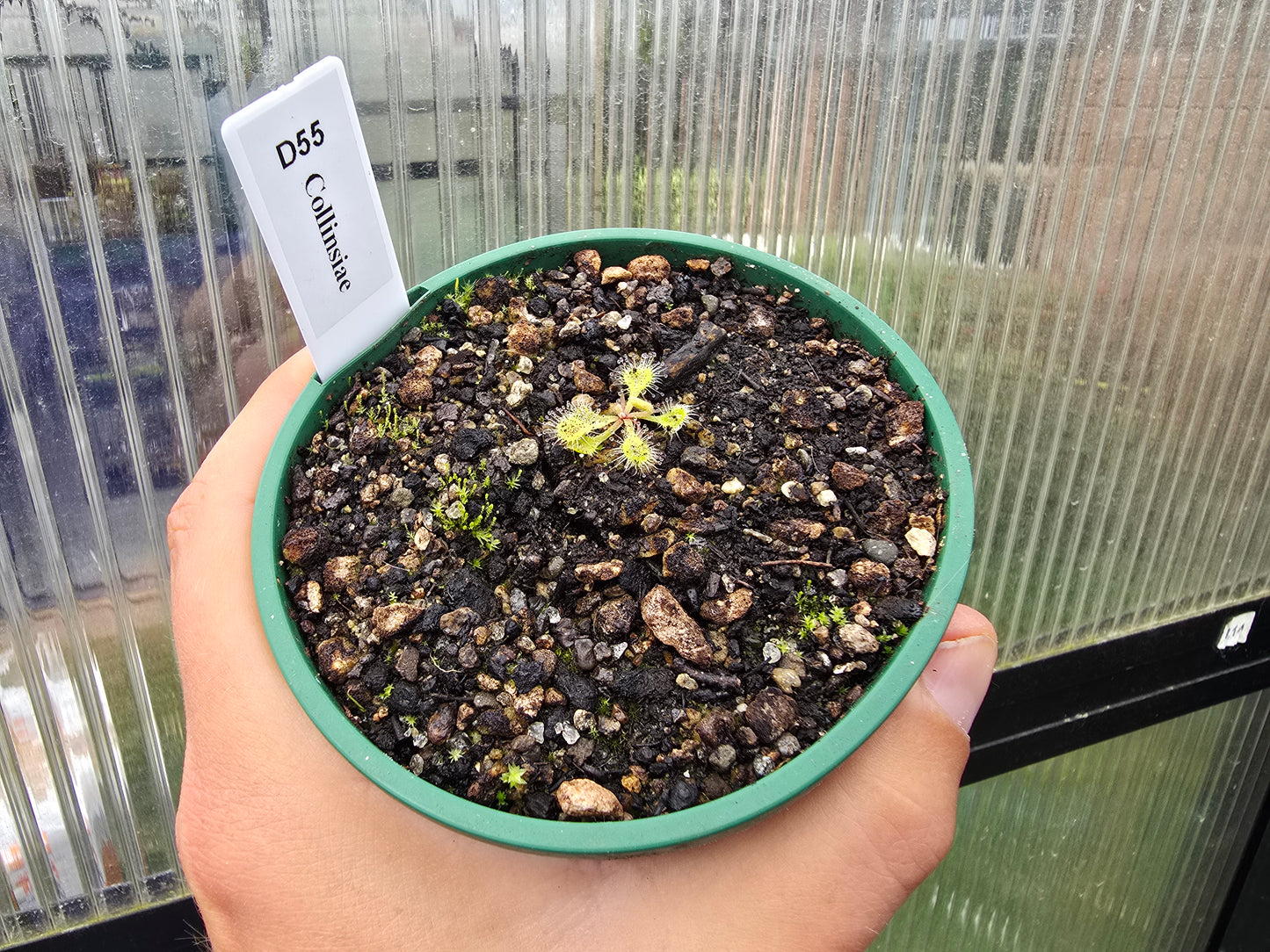 Drosera collinsiae - Collin's Sundew