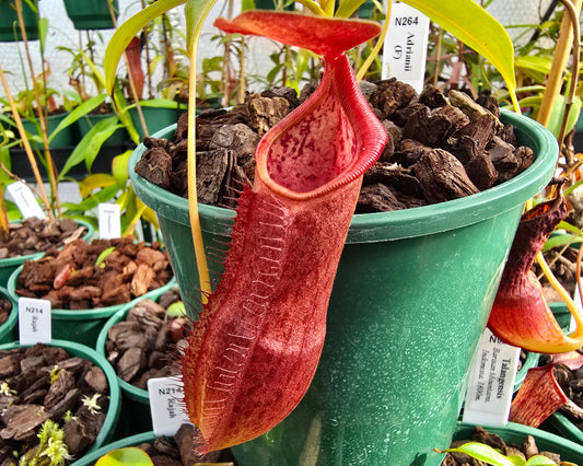 Nepenthes adrianii - Highland Tropical Pitcher Plant