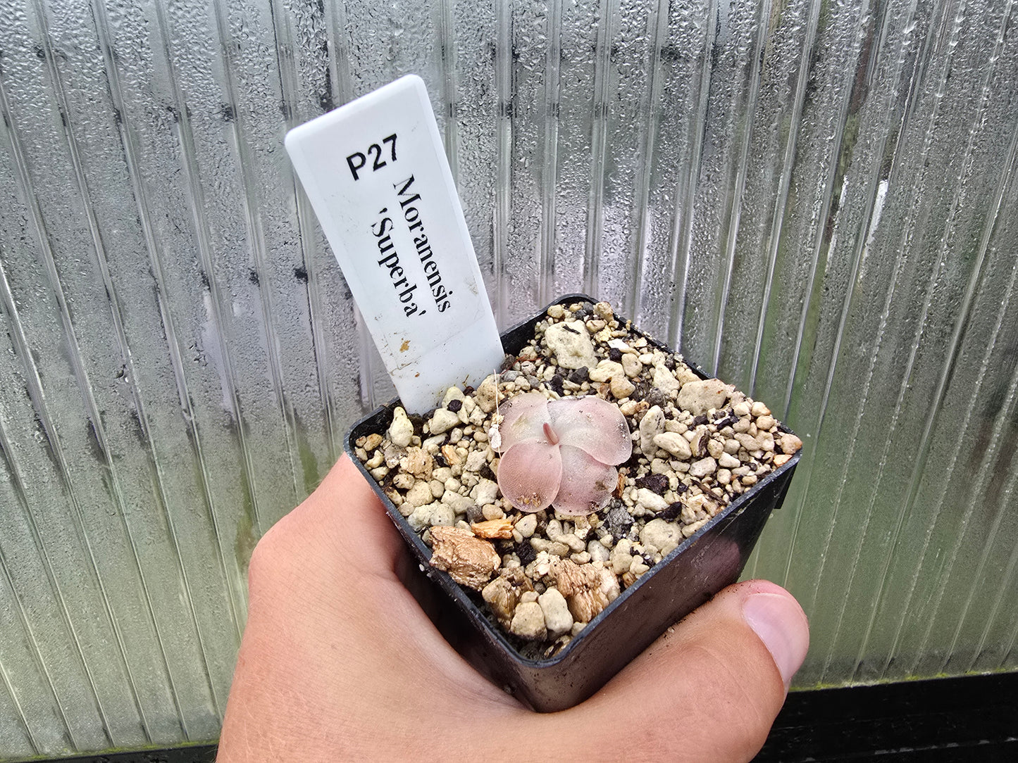 Gift Pack - Pinguicula (Mexican Butterwort) - Option 2
