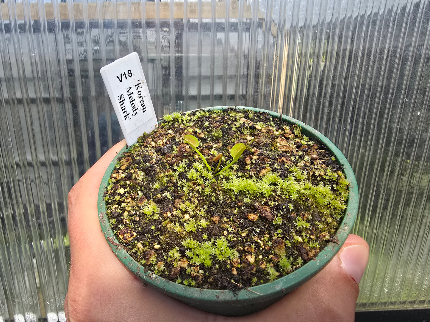 Dionaea muscipula 'Korean Melody Shark' - Venus Fly Trap