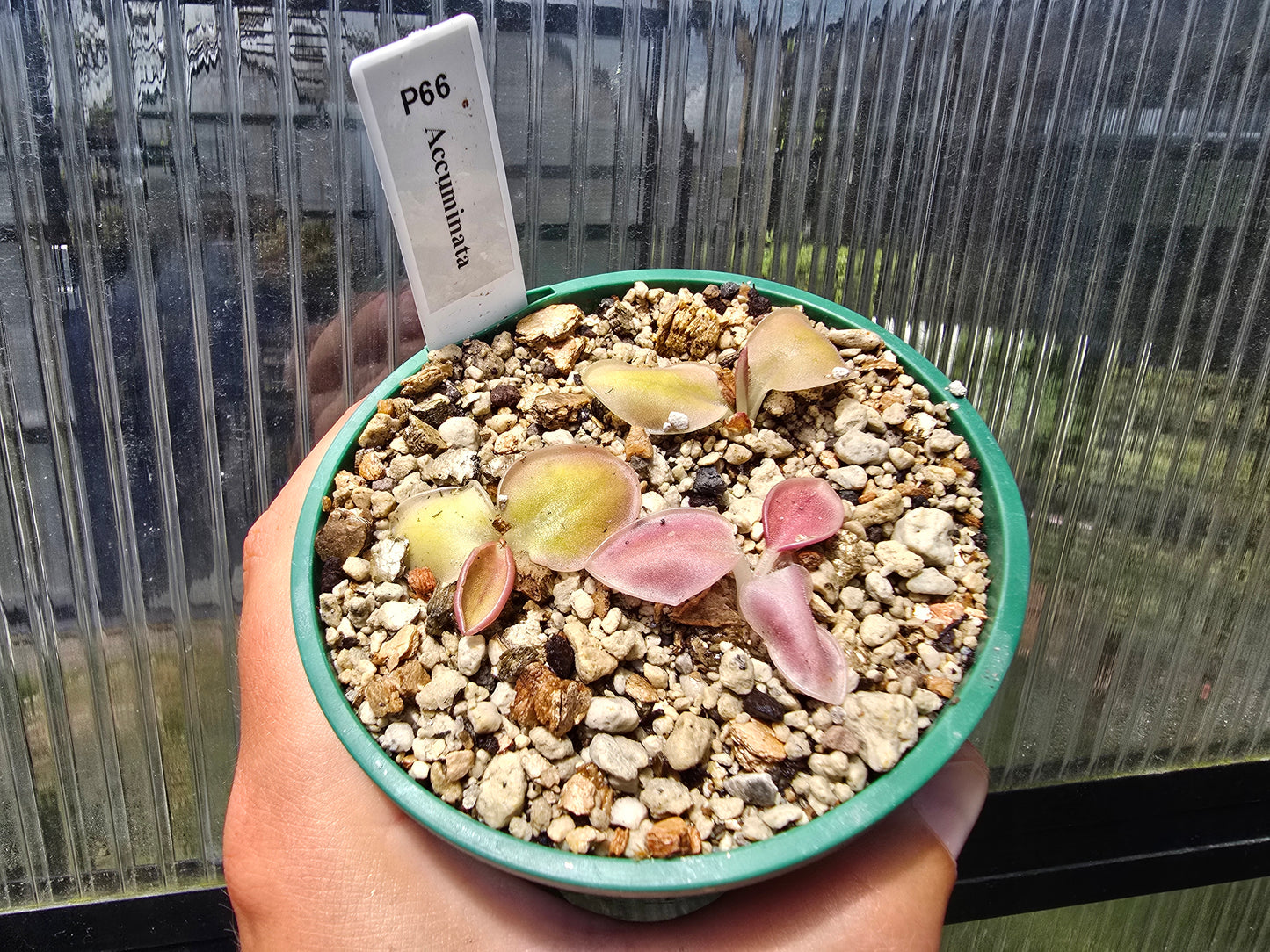 Pinguicula accuminata - Mexican Butterwort
