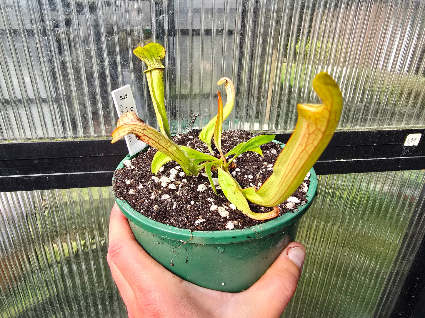 Sarracenia oreophila var. ornata (DeKalb County, Georgia, USA) - Green Pitcher Plant