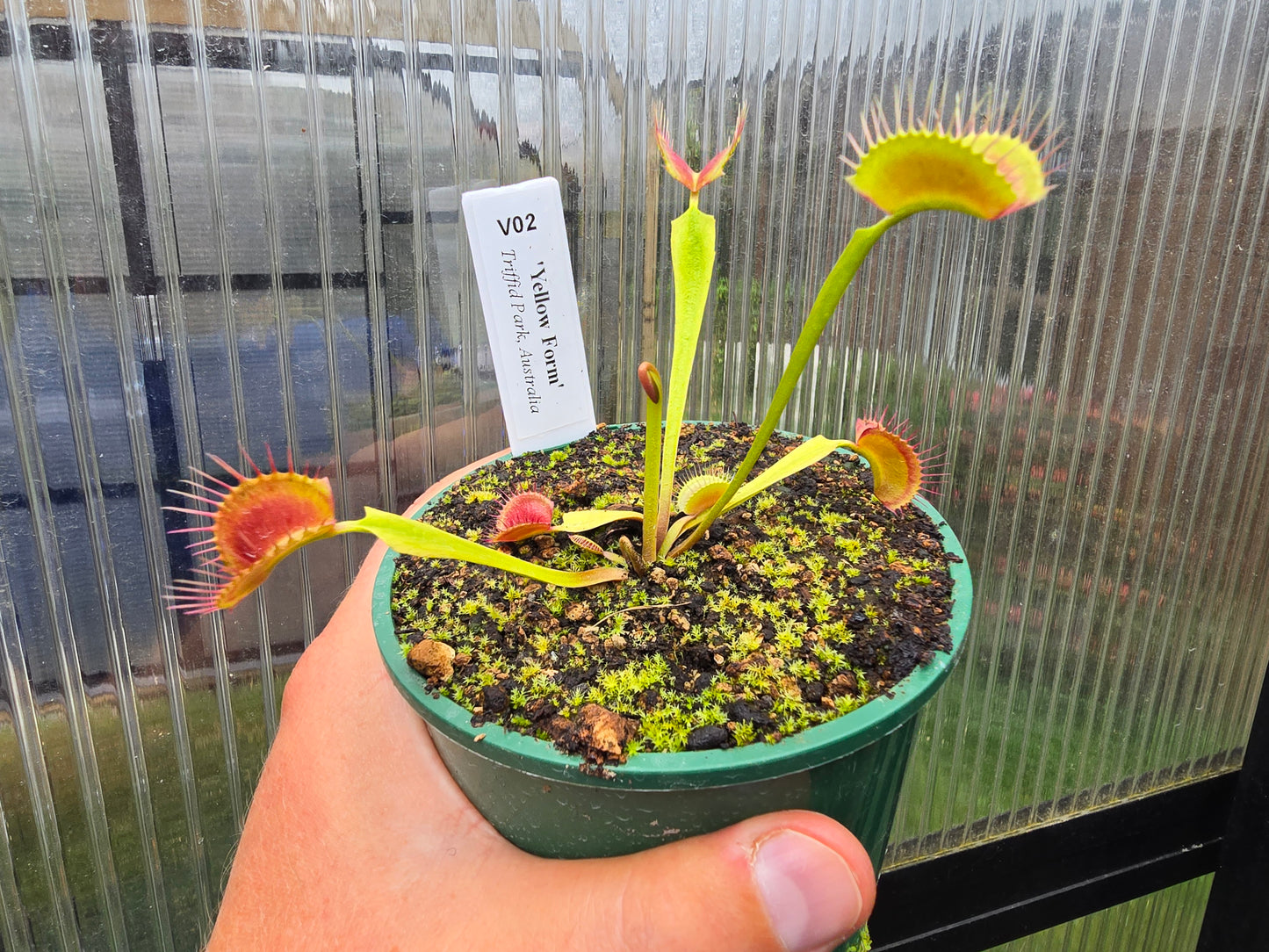 Dionaea muscipula 'Yellow Form' - Venus Fly Trap