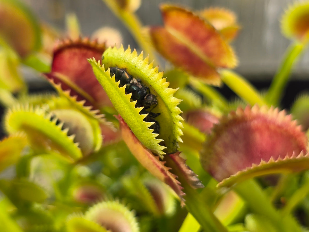 Dionaea muscipula 'Shark Mirror' - Venus Fly Trap