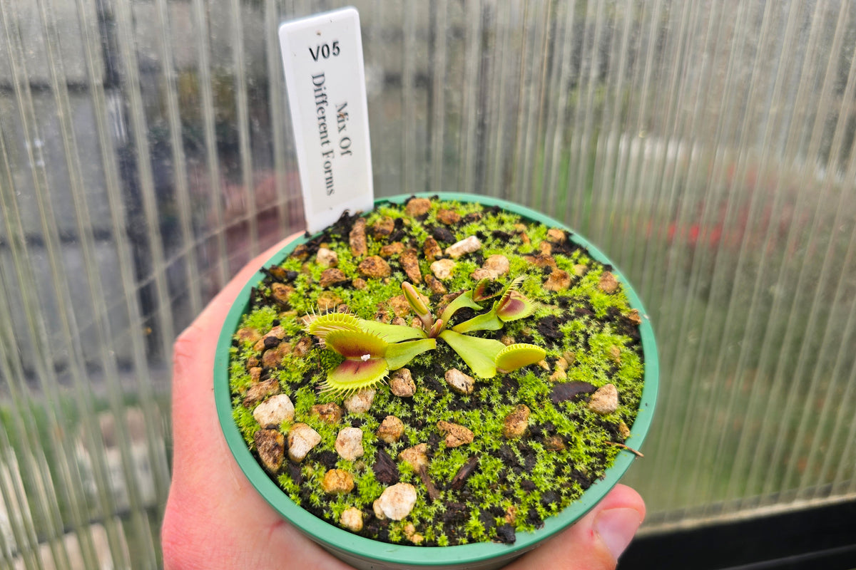 Dionaea muscipula 'Mix Of Different Forms' F1 - Venus Fly Trap