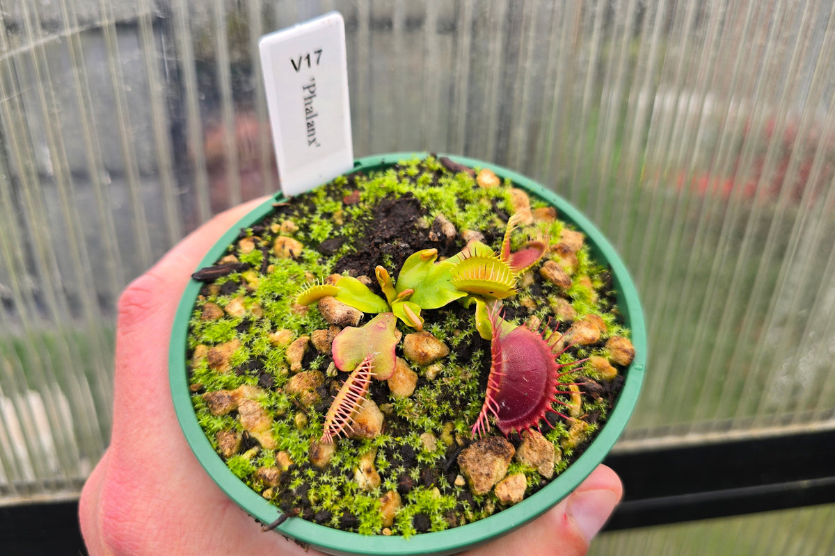 Dionaea muscipula 'Phalanx’ - Venus Fly Trap