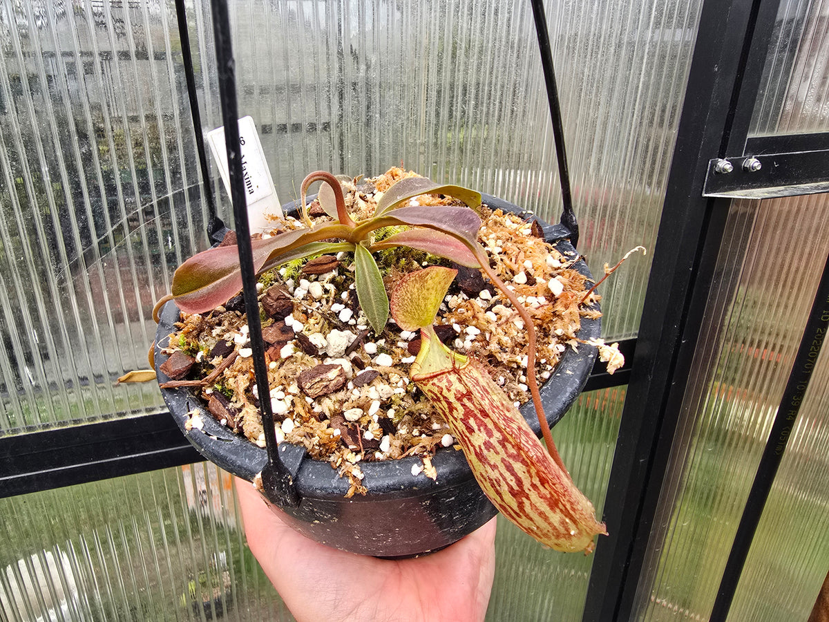 Nepenthes maxima - Intermediate Tropical Pitcher Plant