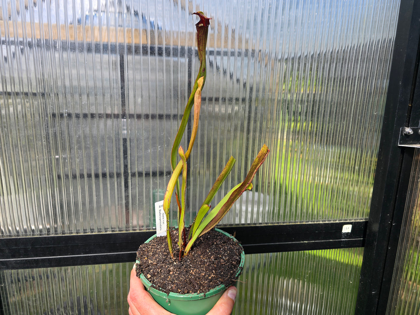Sarracenia alata var. rubrioperculata - American Pitcher Plant
