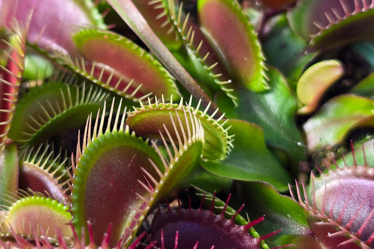 Dionaea muscipula 'Akai Ryu' "Red Dragon" - Venus Fly Trap