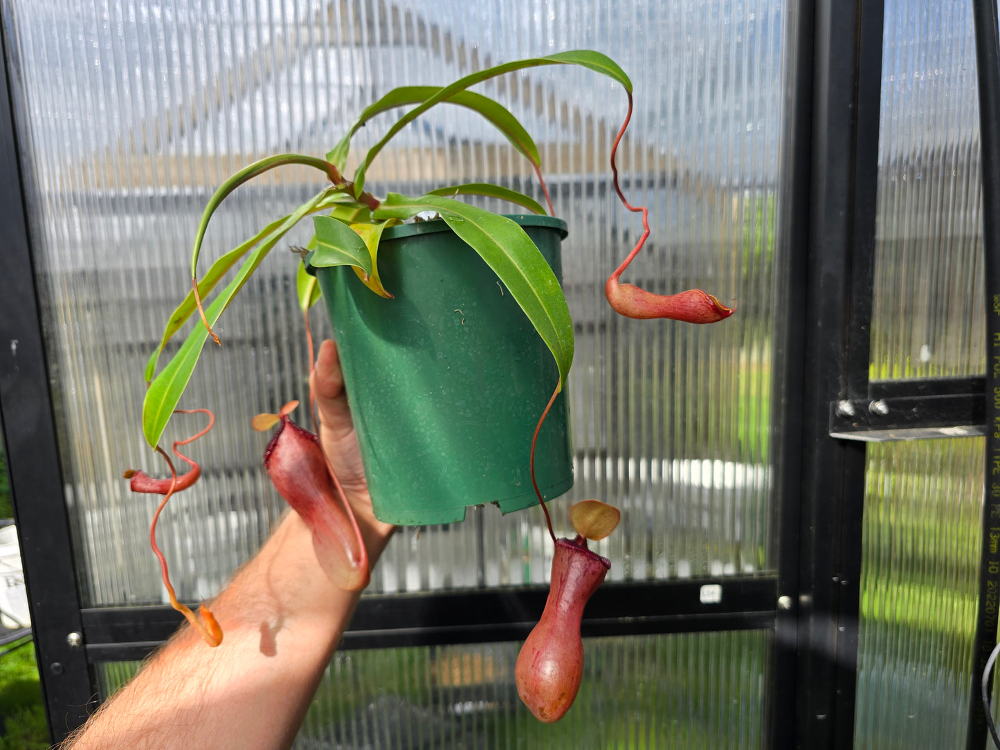 Nepenthes ventricosa x sibuyanensis - Highland Tropical Pitcher Plant