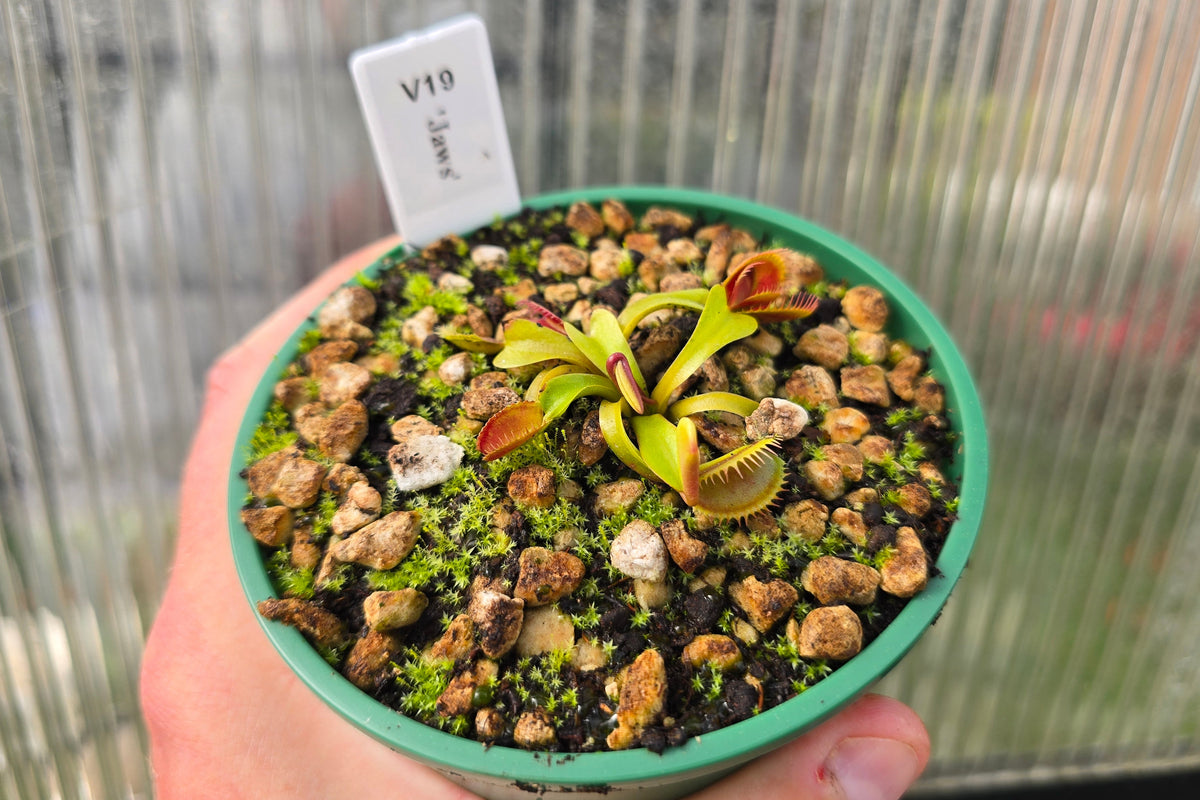 Dionaea muscipula 'Jaws' - Venus Fly Trap