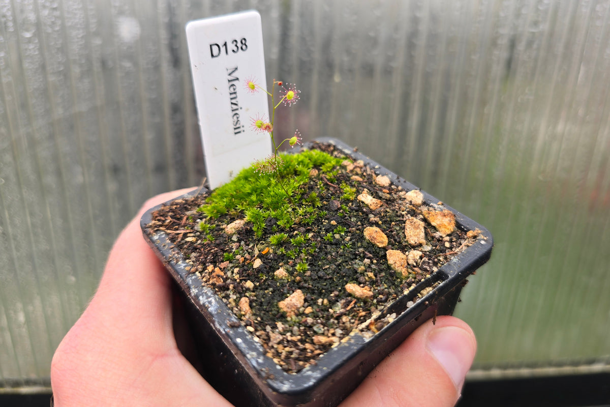 Drosera menziesii - Tuberous Sundew