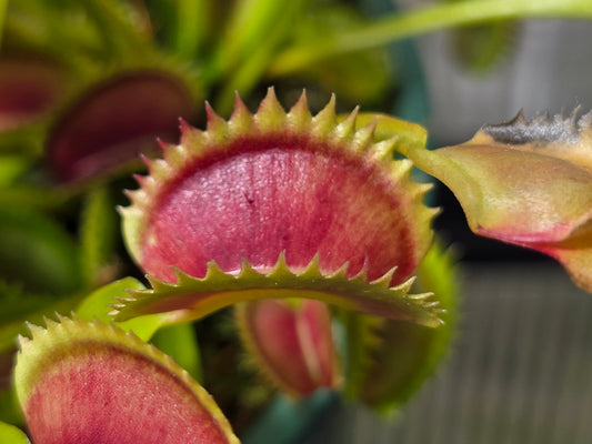 Dionaea muscipula 'Shark Mirror' - Venus Fly Trap