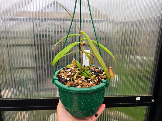 Nepenthes gracilis 'Brown Form' - Lowland Tropical Pitcher Plant