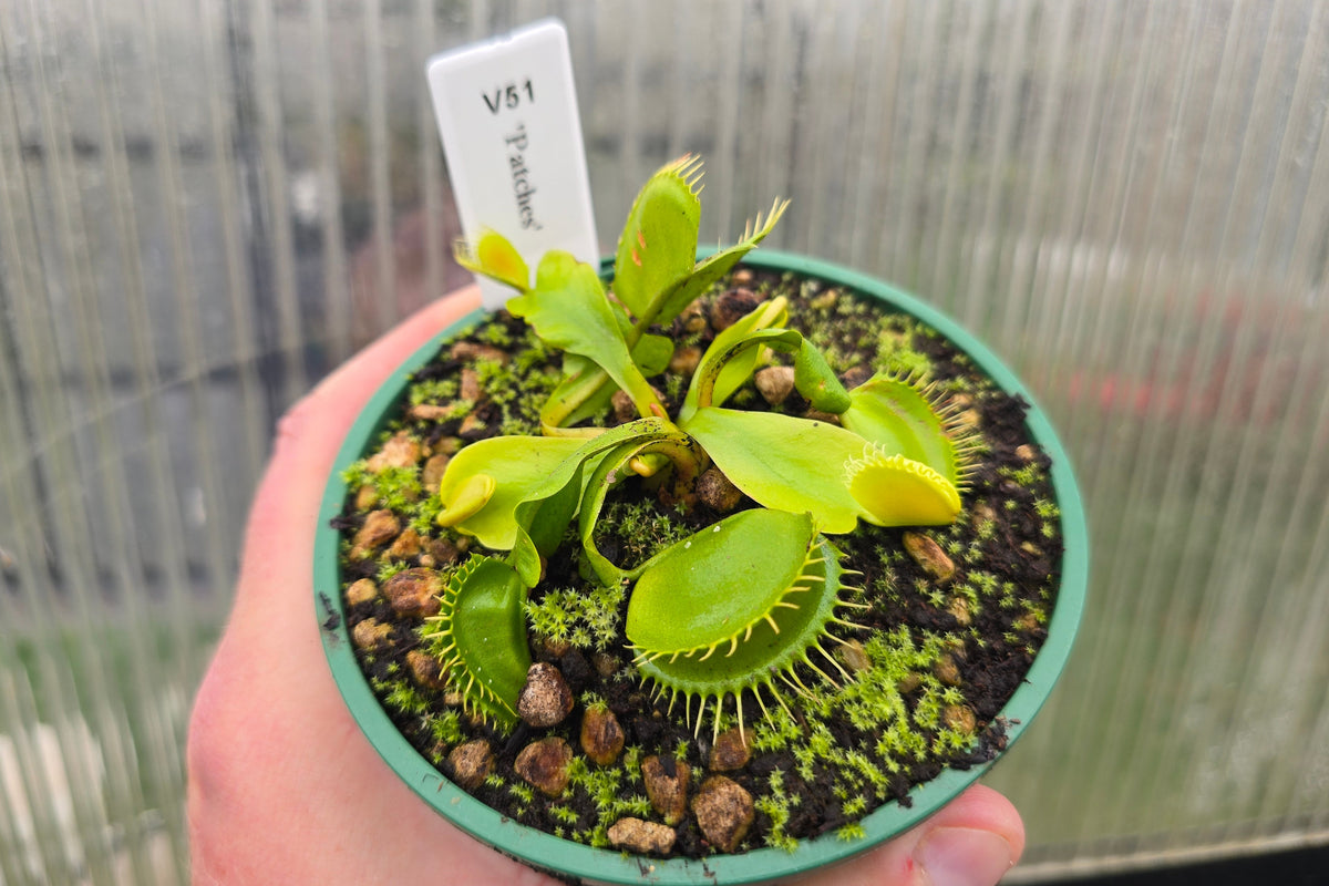 Dionaea muscipula 'Patches' - Venus Fly Trap