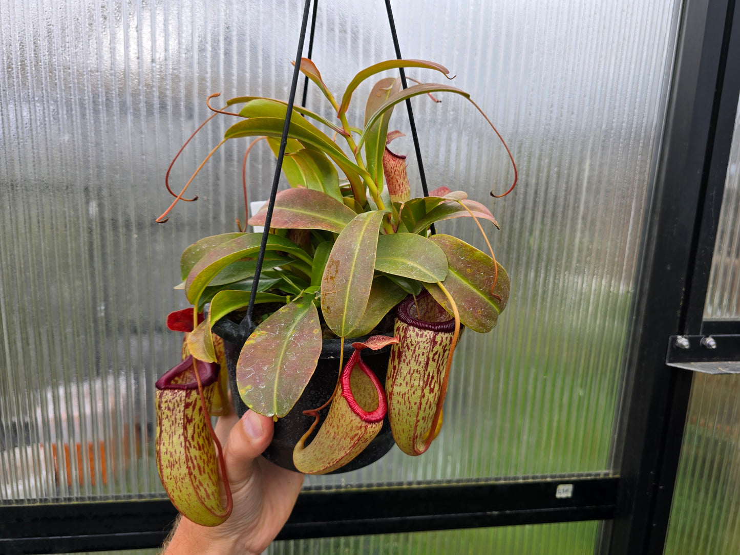 Nepenthes 'Mimi's Kiss' - BE-3823 - Highland Tropical Pitcher Plant