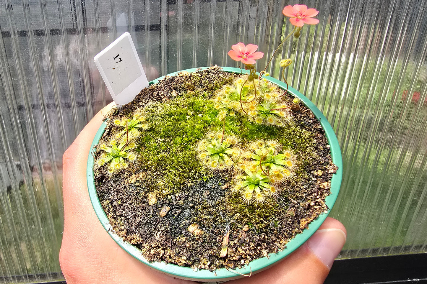 Drosera pulchella - Orange White Form - Pygmy Sundew