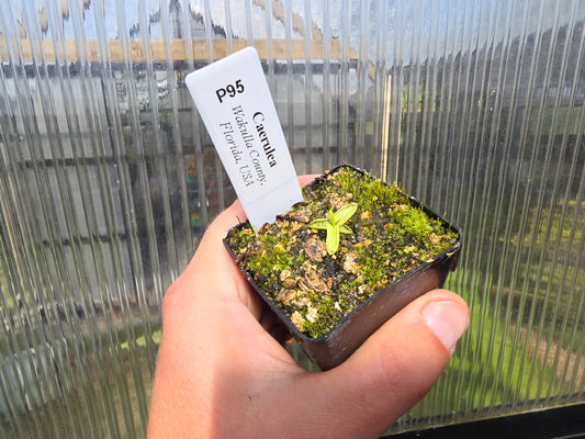 Pinguicula caerulea (Wakulla County, Florida, USA) - Warm Temperate Blue Butterwort