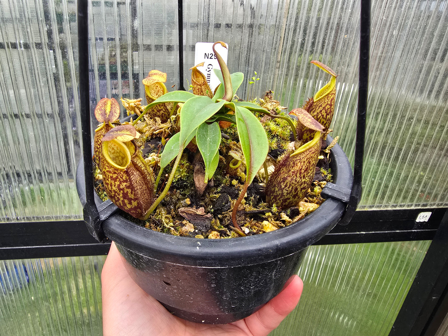 Nepenthes gymnamphora - BE-3908 - Intermediate Tropical Pitcher Plant