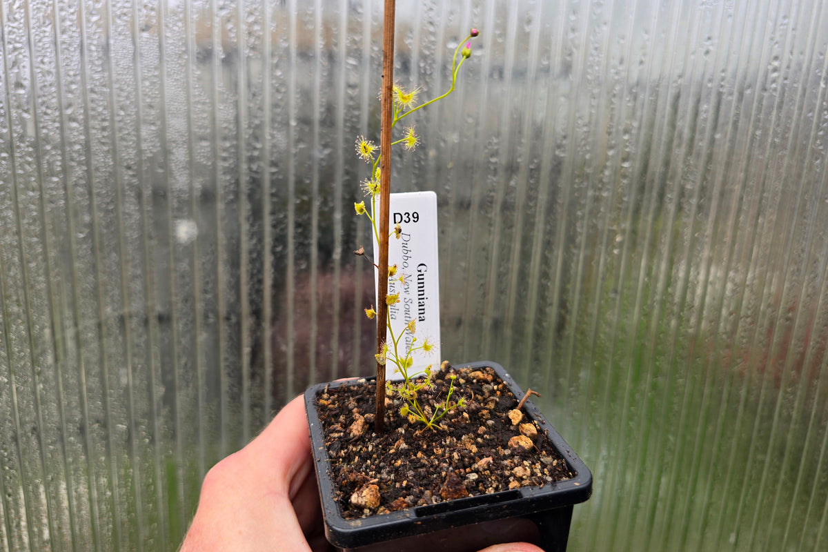 Drosera gunniana (Dubbo, New South Wales, Australia) - Tuberous Sundew