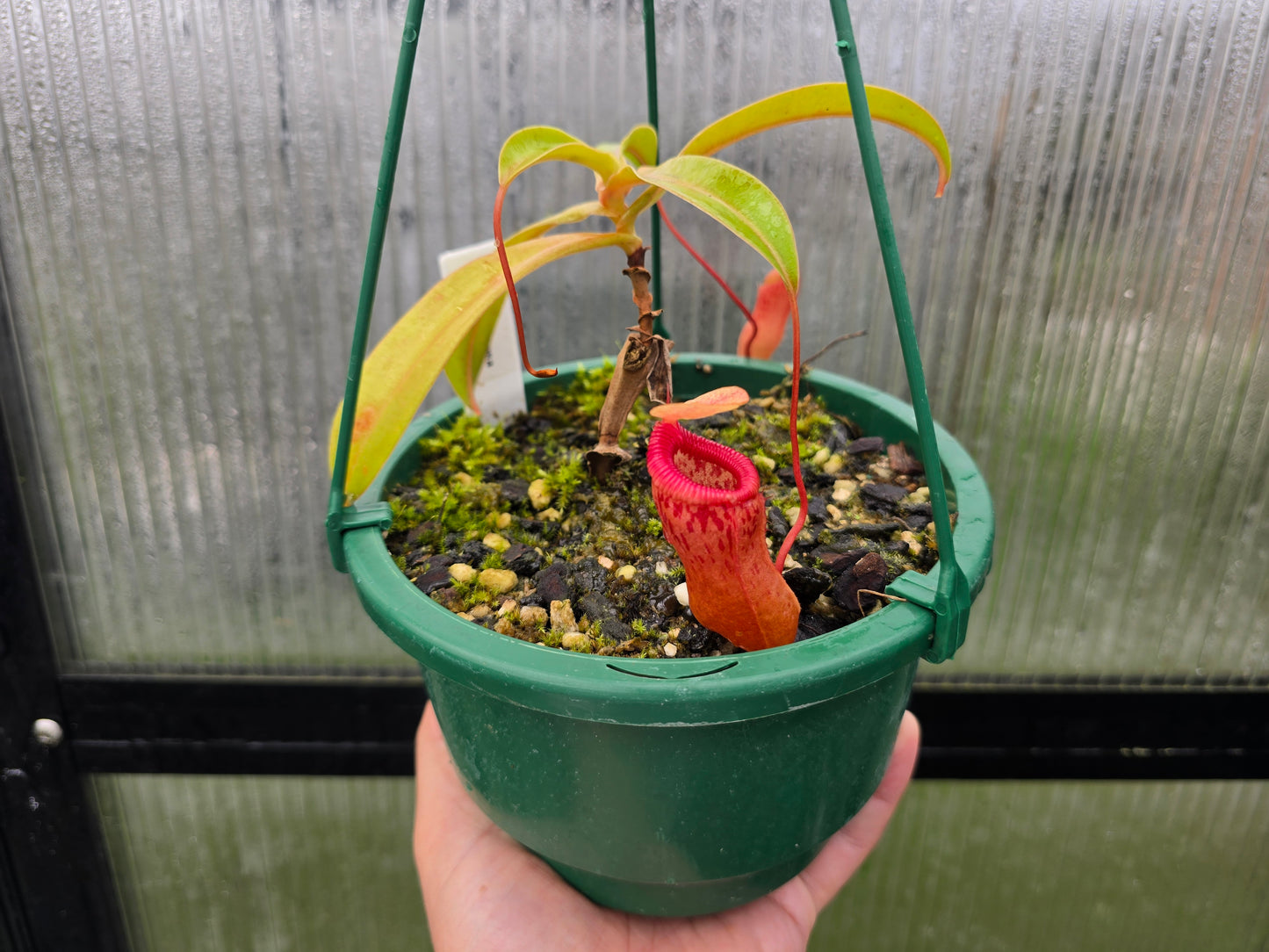 Nepenthes ventricosa - Highland Tropical Pitcher Plant