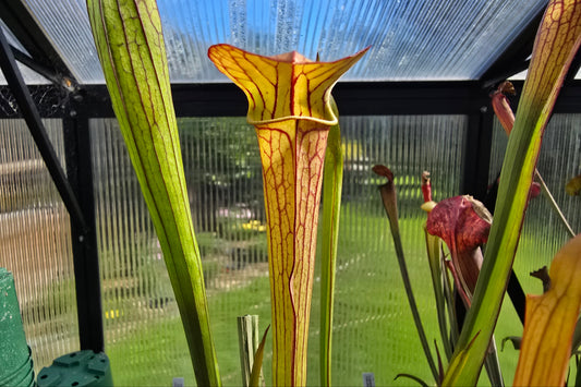 Sarracenia alata var. cuprea x oreophila (Texas, USA) - American Pitcher Plant