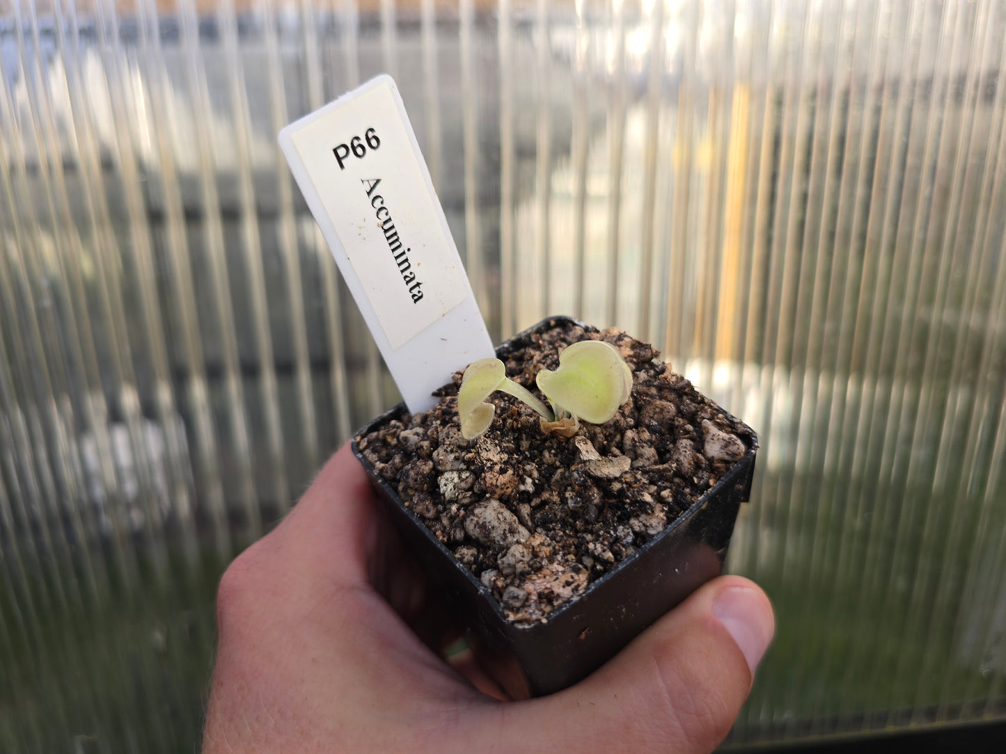 Pinguicula accuminata - Mexican Butterwort