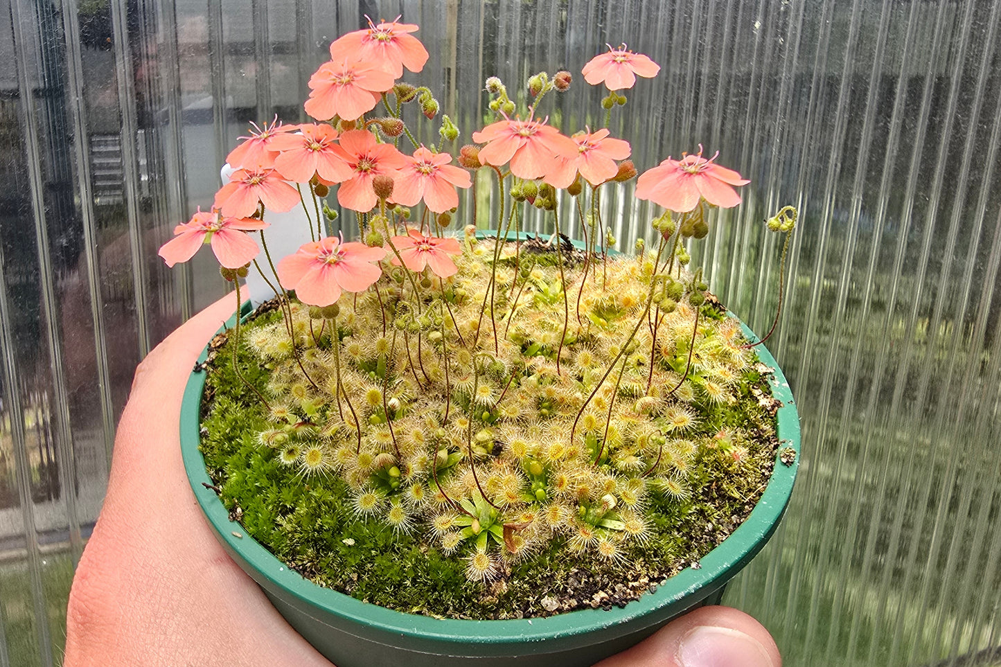 Drosera pulchella - Orange White Form - Pygmy Sundew