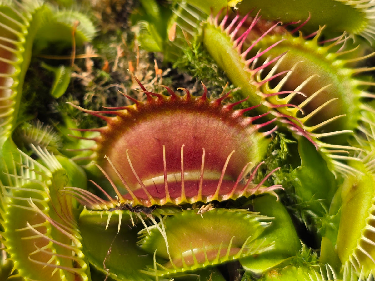 Dionaea muscipula 'Phalanx’ - Venus Fly Trap