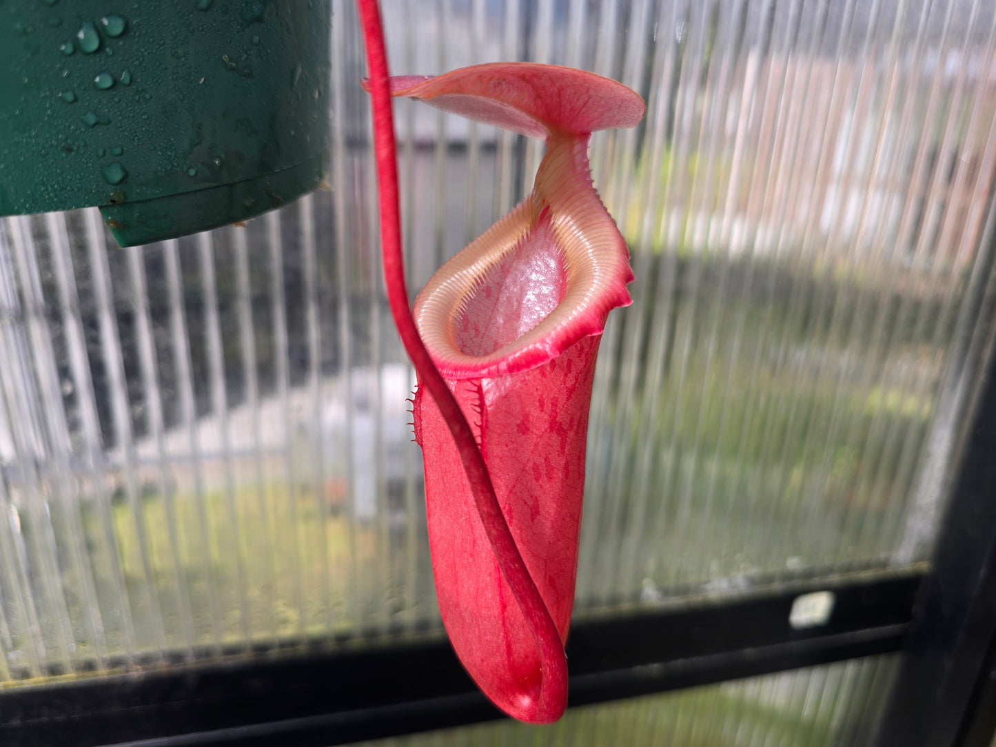 Nepenthes sibuyanensis (Female) - Intermediate Tropical Pitcher Plant