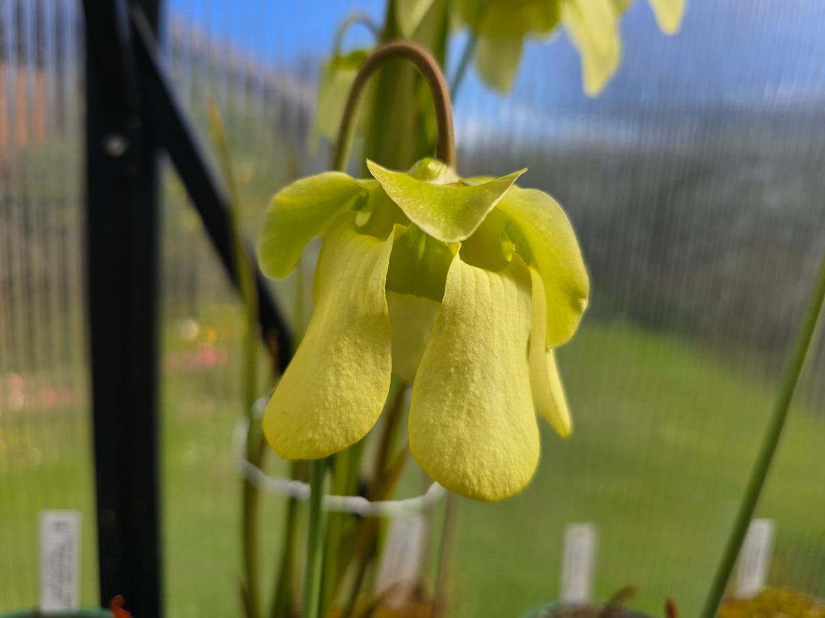 Sarracenia alata var. atrorubra - 'Red Tube Form' (Deer Park, Alabama, USA) - American Pitcher Plant