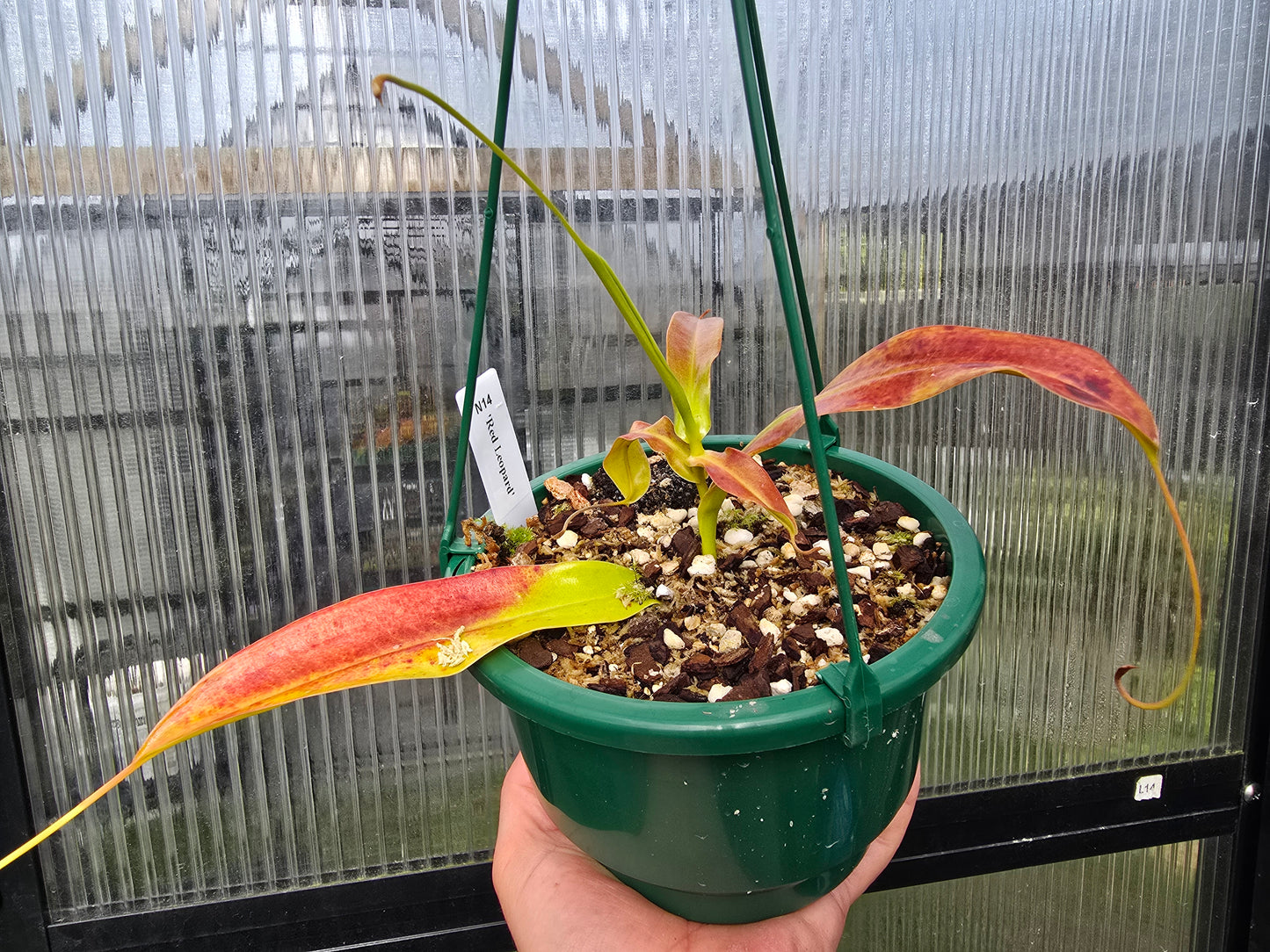 Nepenthes 'Red Leopard' - Intermediate Tropical Pitcher Plant