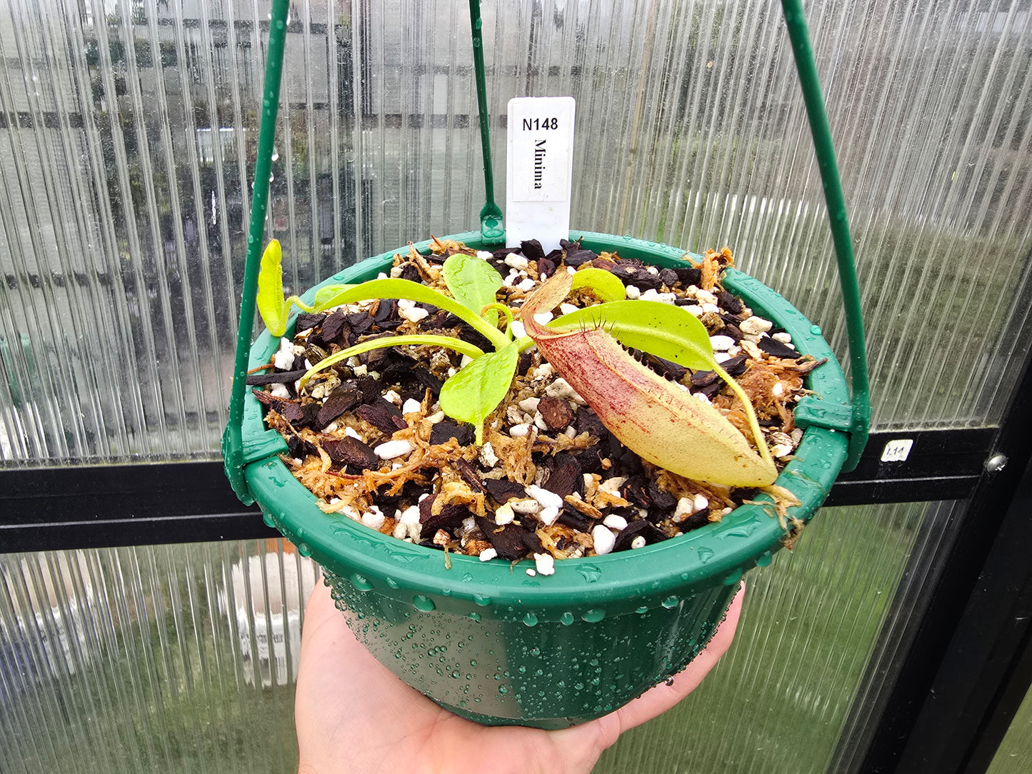 Nepenthes minima - Lowland Tropical Pitcher Plant