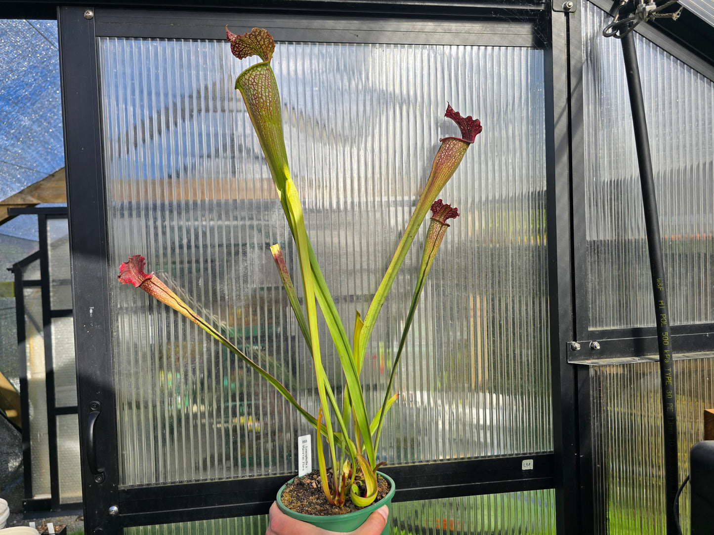 SEED - Sarracenia leucophylla x flava var. flava - American Pitcher Plant - 15+ Per Packet