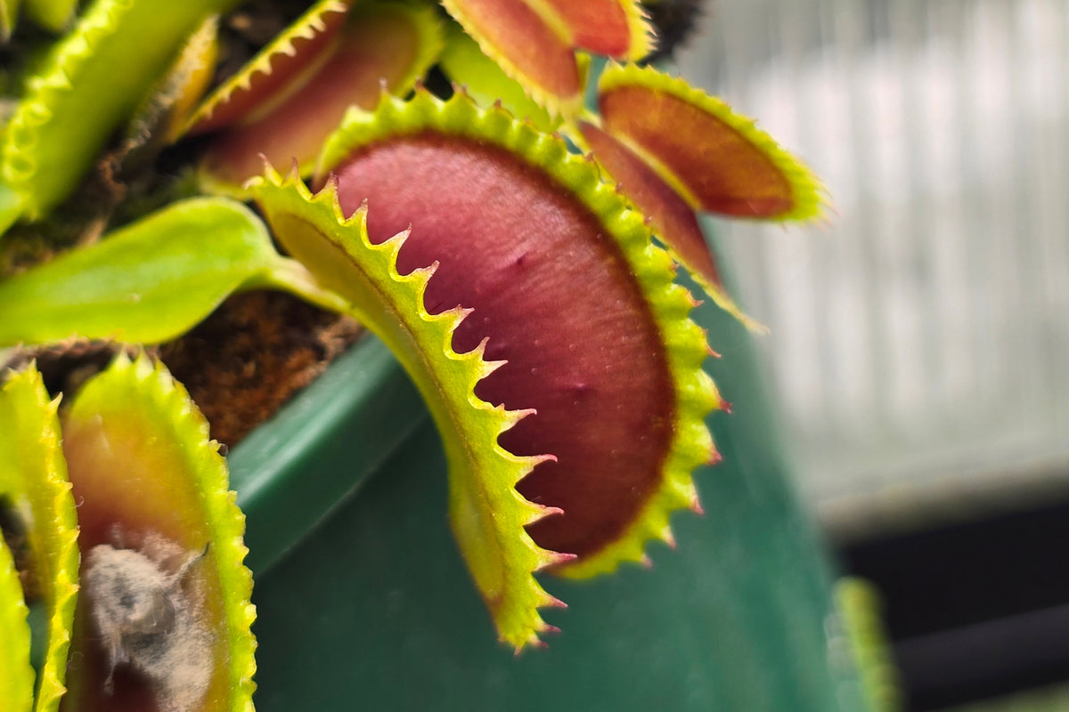 Dionaea muscipula 'Dracula' - Venus Fly Trap