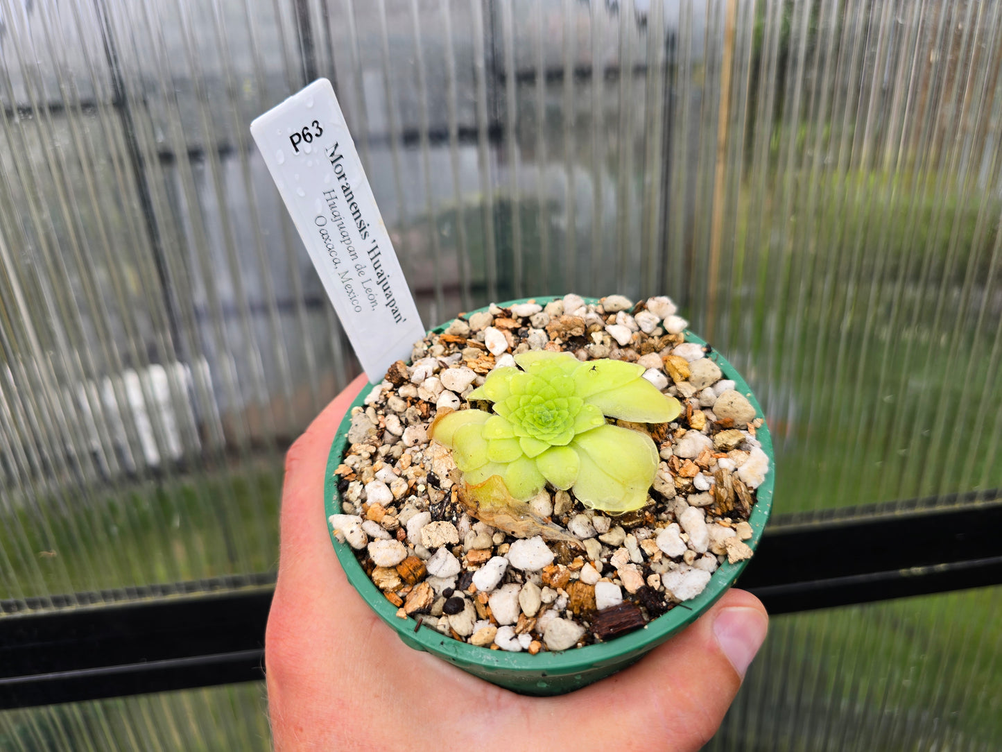 Pinguicula moranensis 'Huajuapan' - Mexican Butterwort