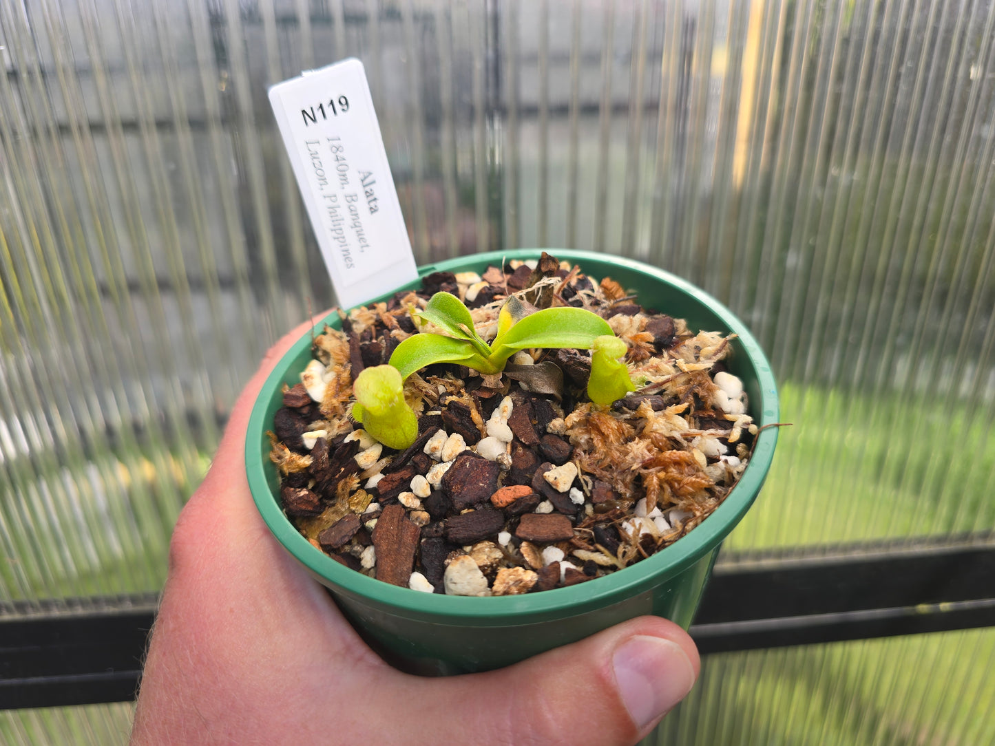 Nepenthes alata - Red Speckled Form (Banquet, Luzon, Philippines) - Intermediate Tropical Pitcher Plant