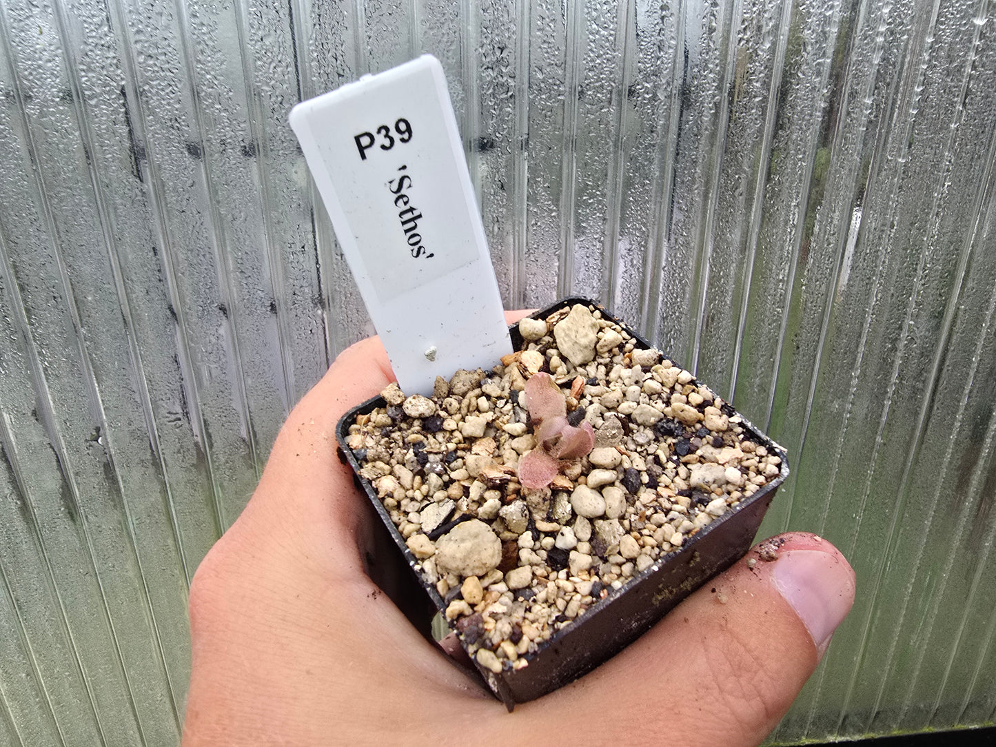 Pinguicula 'Sethos' - Mexican Butterwort