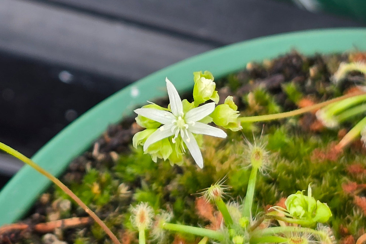 Drosera stelliflora - Pygmy Sundew