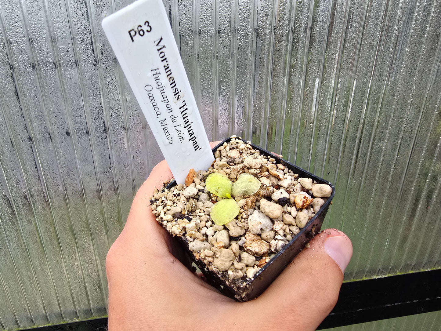 Gift Pack - Pinguicula (Mexican Butterwort) - Option 2