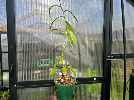 Nepenthes ventricosa x talangensis (Male) - Highland Tropical Pitcher Plant