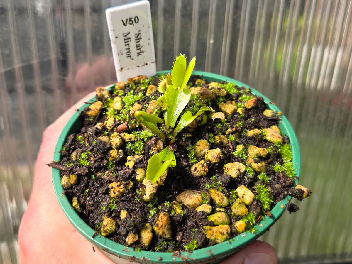 Dionaea muscipula 'Shark Mirror' - Venus Fly Trap