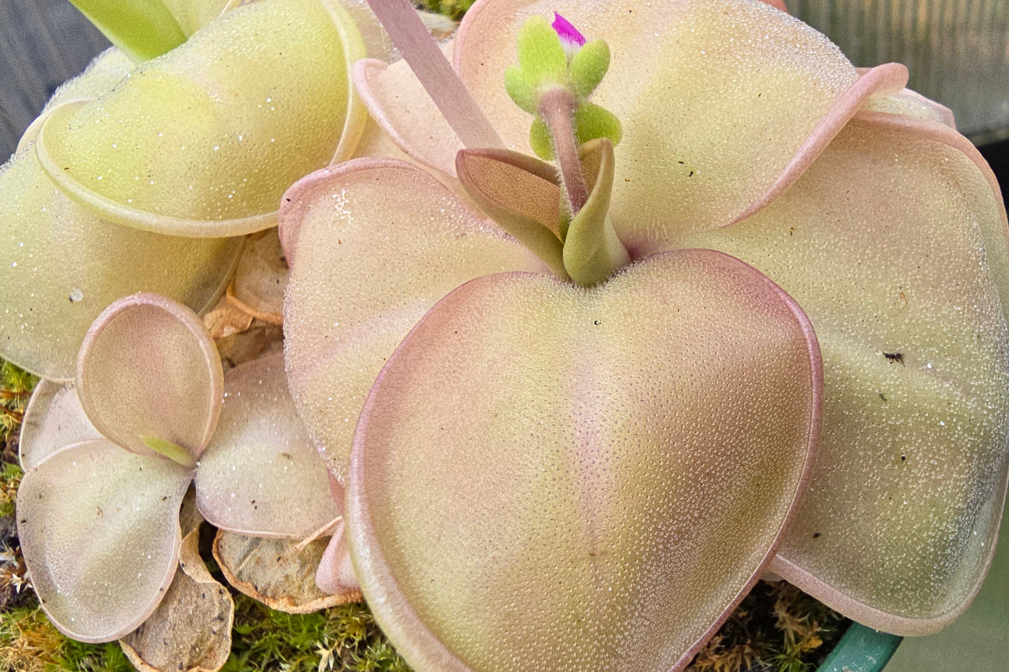 Pinguicula hemiepiphytica - Mexican Butterwort