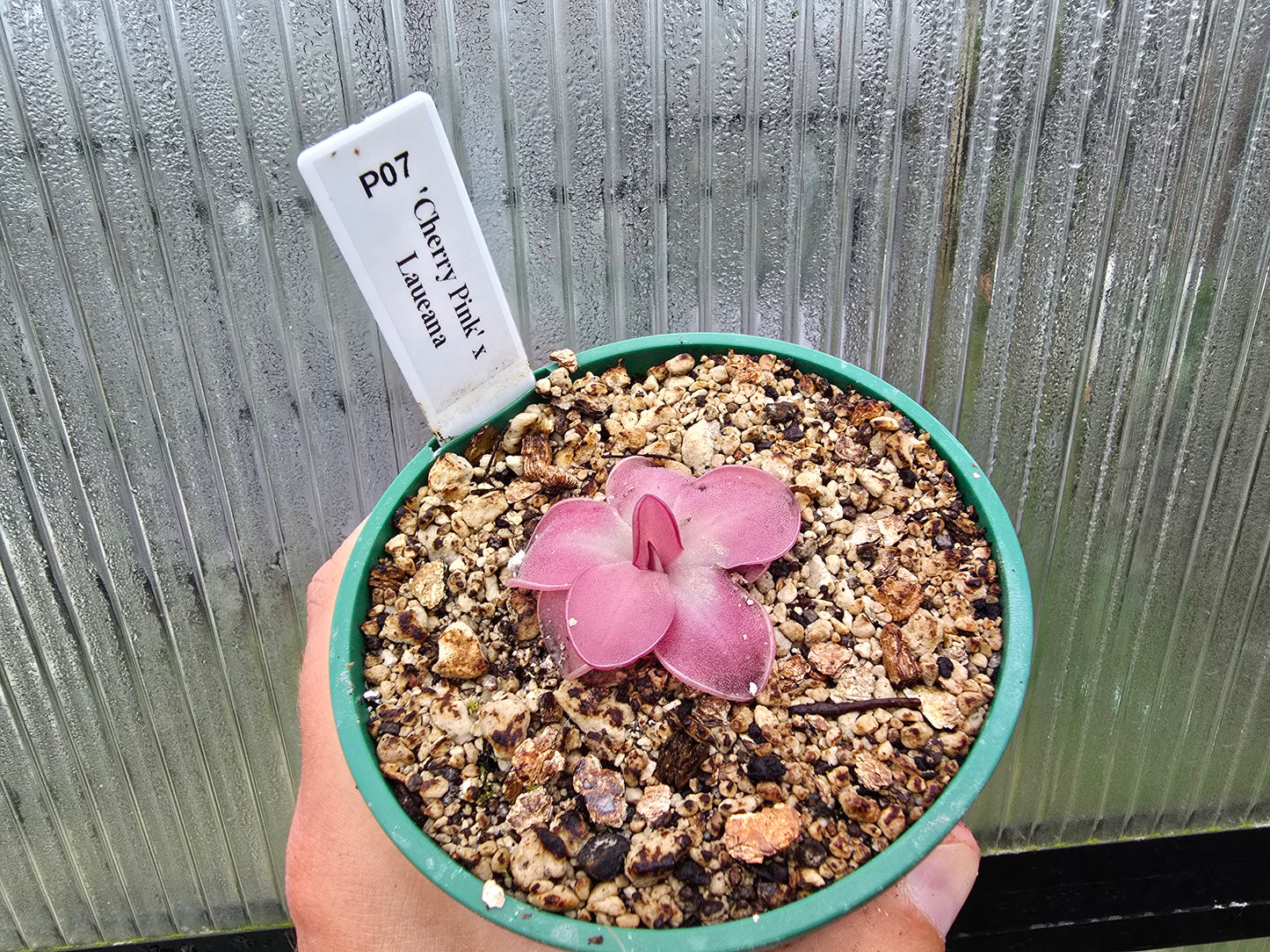 Pinguicula 'Cherry Pink' x laueana - Mexican Butterwort