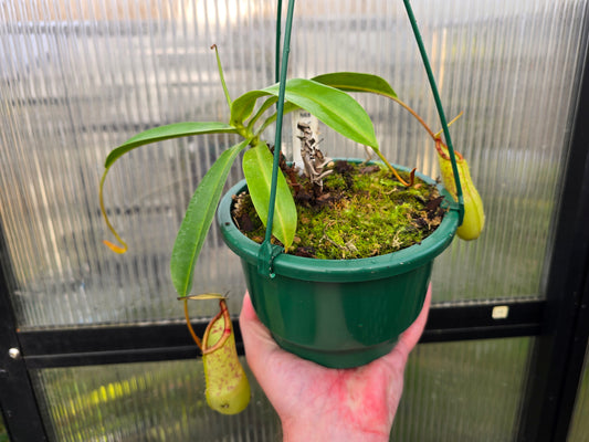 Nepenthes ventricosa x sanguinea - Highland Tropical Pitcher Plant
