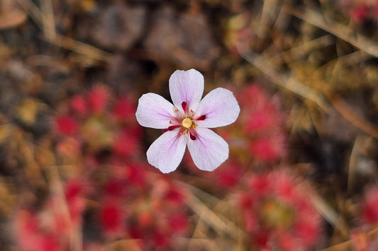 Drosera 'Sidjamesii' - Pygmy Sundew
