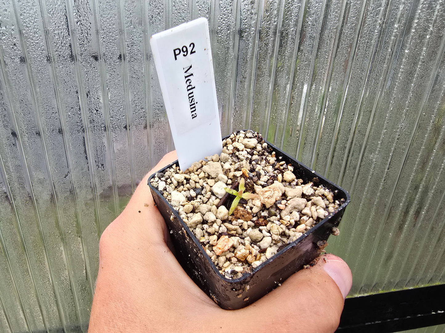 Pinguicula medusina - Mexican Butterwort