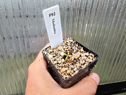 Pinguicula medusina - Mexican Butterwort